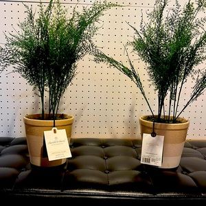Hearth & Hand Magnolia Asparagus Fern artificial plants